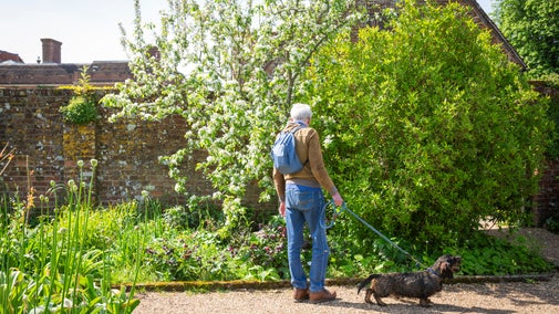 Person with a blue backpack standing on a gravel path in a lush walled garden, holding a leash attached to a small dog, surrounded by flowering plants, a blossoming tree, and a brick wall in the background.